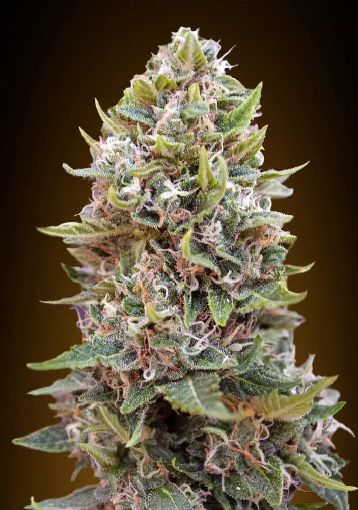 Auto Hashchis Berry Feminised Cannabis Seeds (Formerly Auto Cheese Berry) | OO Seeds  