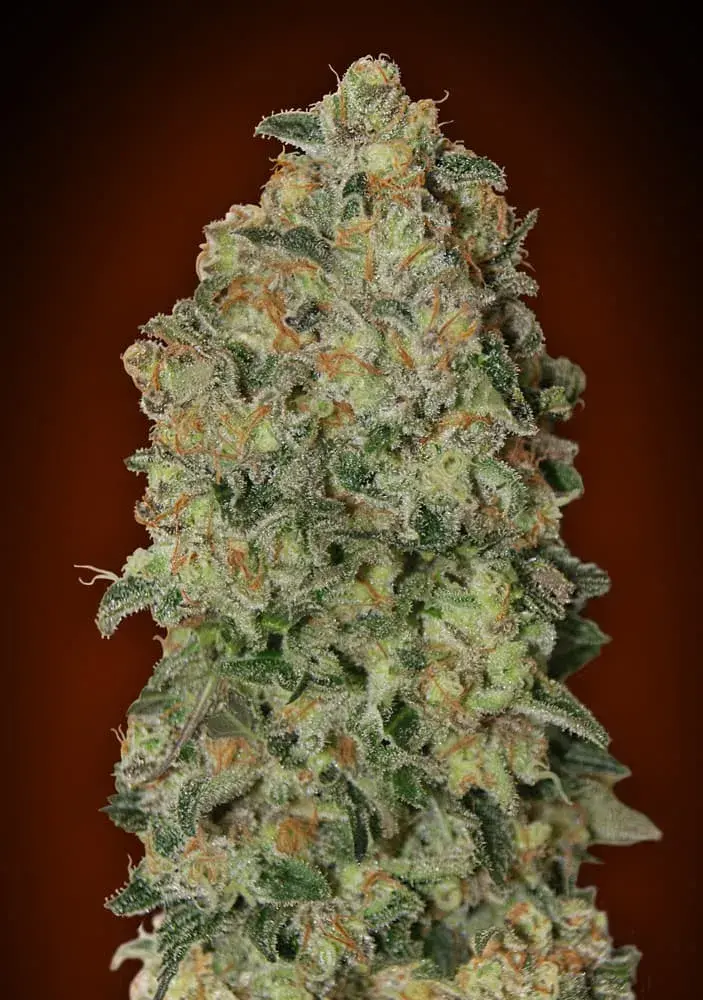 Auto Chocolate Skunk Feminised Cannabis Seeds | OO Seeds