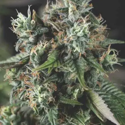 Auto Do Si Dos USA Range Feminised Cannabis Seeds | Pyramid Seeds USA Range