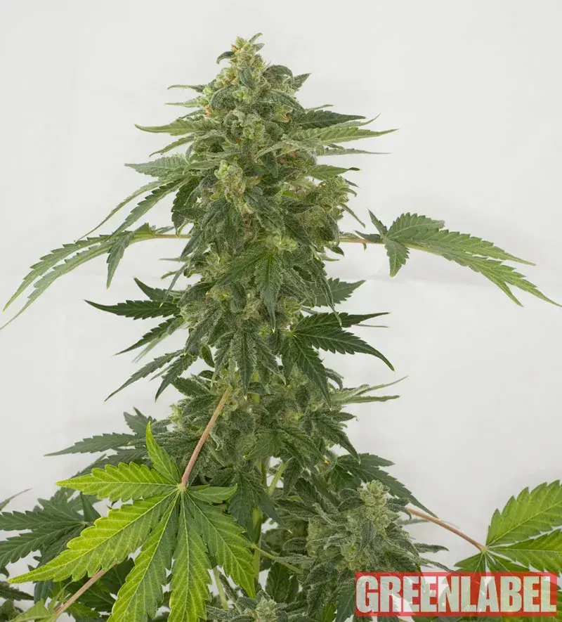 Automatic Silver Haze Feminised Cannabis Seeds | GreenLabel Seeds