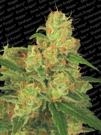 Auto Acid Feminised Cannabis Seeds | Paradise Seeds