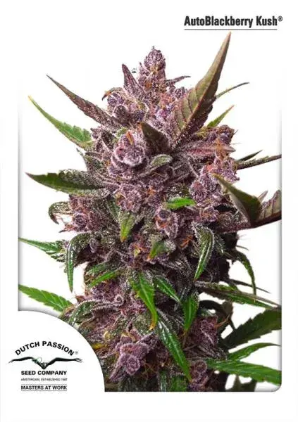 Auto Blackberry Kush Auto Feminised Cannabis Seeds | Dutch Passion 