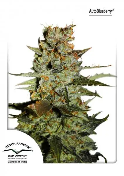 Auto Blueberry Auto Feminised Cannabis Seeds | Dutch Passion 