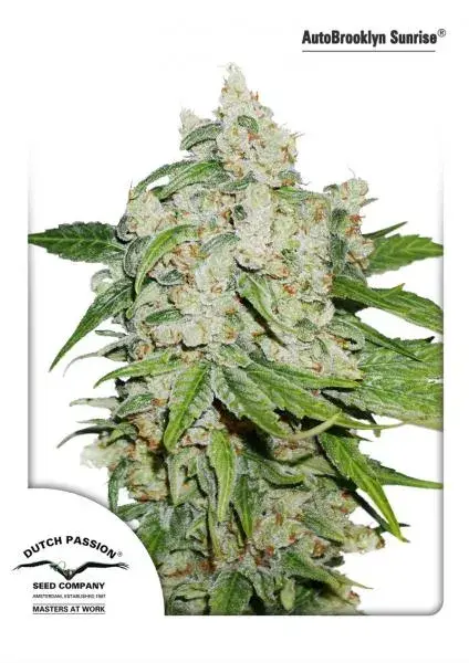 Auto Brooklyn Sunrise Autoflowering Feminised Cannabis Seeds | Dutch Passion 