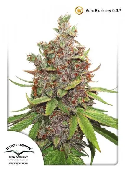 Auto Glueberry OG Feminised Cannabis Seeds | Dutch Passion 