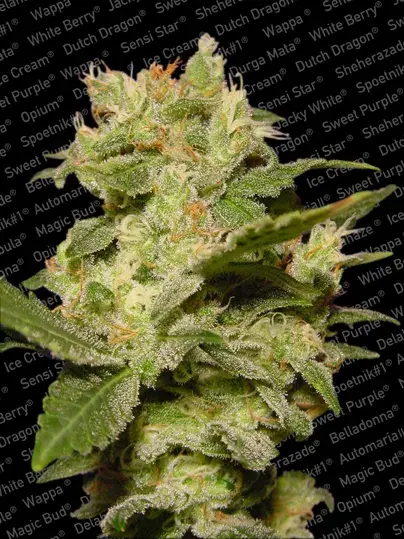 Auto Jack Feminised Cannabis Seeds | Paradise Seeds