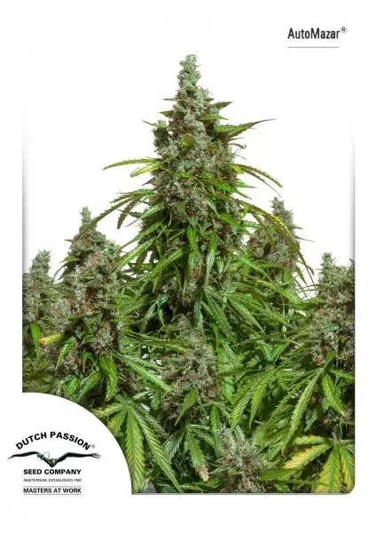Auto Mazar Auto Feminised Cannabis Seeds | Dutch Passion
