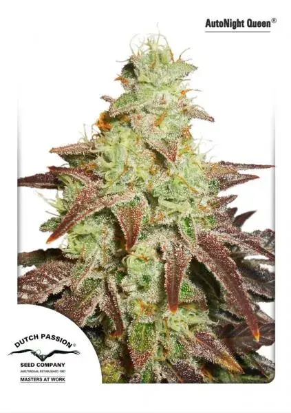 Auto Night Queen Autoflowering Feminised Cannabis Seeds | Dutch Passion 