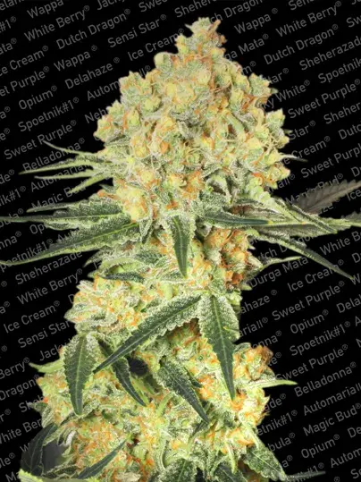Auto Wappa Feminised Cannabis Seeds | Paradise Seeds