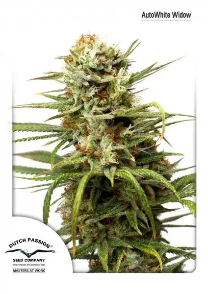 Auto White Widow Feminised Cannabis Seeds | Dutch Passion 