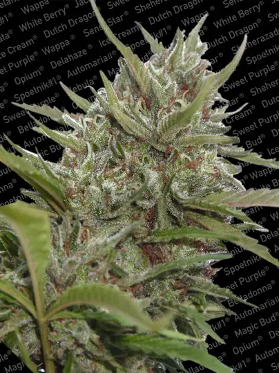Auto White Berry Feminised Cannabis Seeds | Paradise Seeds