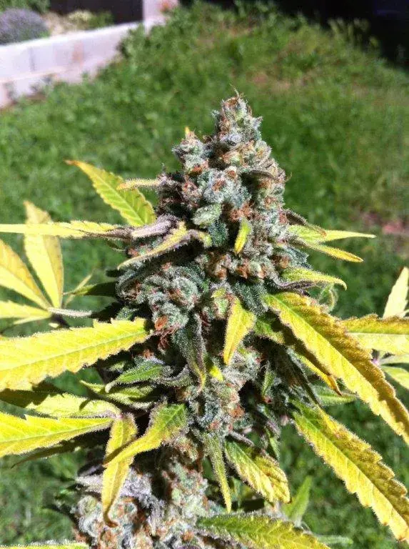 Auto AK Feminised Cannabis Seeds | C.B.D Seeds