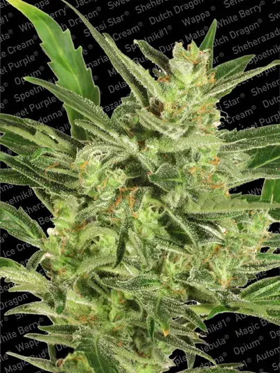 Automaria II Feminised Cannabis Seeds | Paradise Seeds