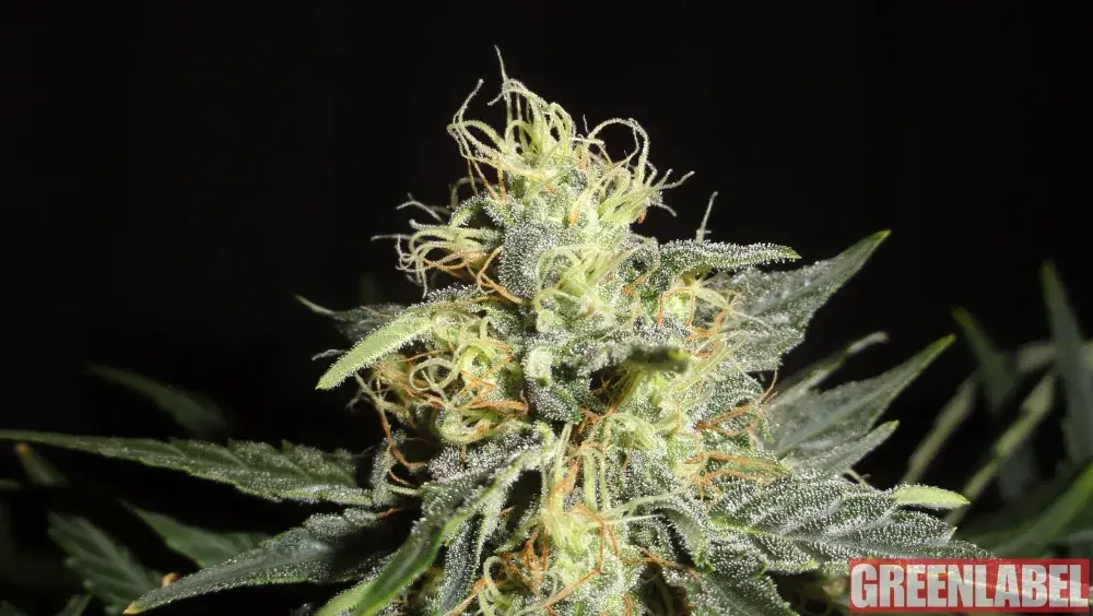 Automatic Mary Feminised Cannabis Seeds | GreenLabel Seeds