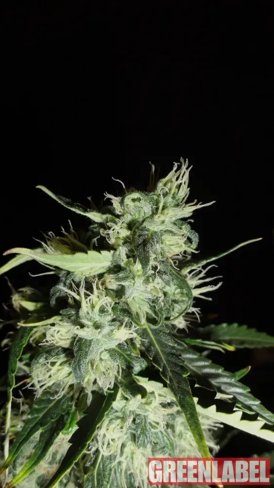 Automatic Widow Feminised Cannabis Seeds | GreenLabel Seeds