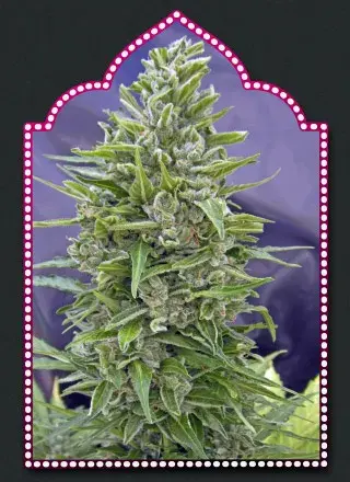 Auto Mix Feminised Cannabis Seeds| OO Seeds