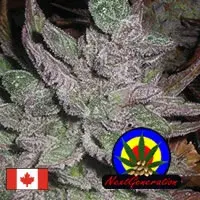 Avalon Regular Cannabis Seeds | Next Generation Seeds