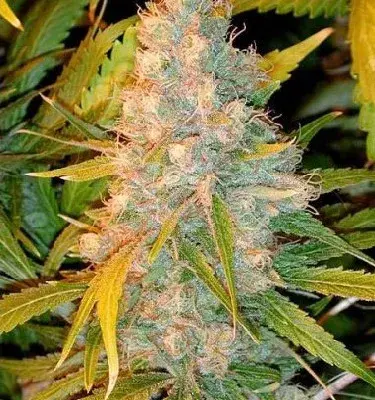 Azken Indika (L.U.I.) Regular Cannabis Seeds