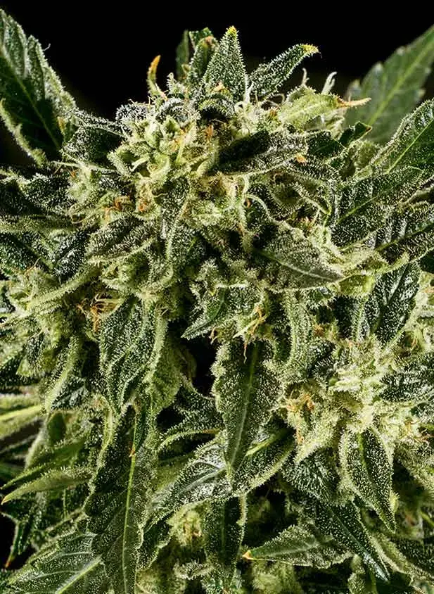 BAMA YAO x SCBDX Feminised Cannnabis Seeds