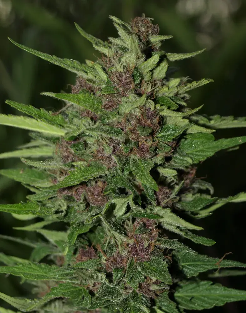 BC Early Blueberry Feminised Cannabis Seeds | Next Generation Seeds