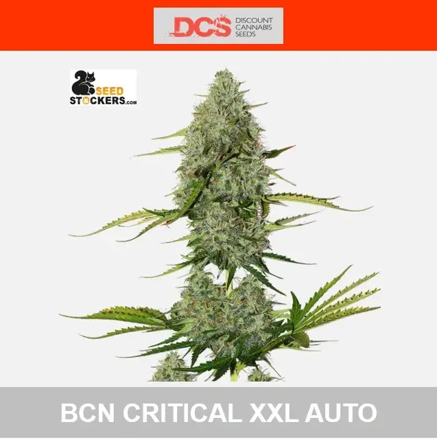 BCN Critical XXL Auto Feminised Cannabis Seeds | Seed Stockers