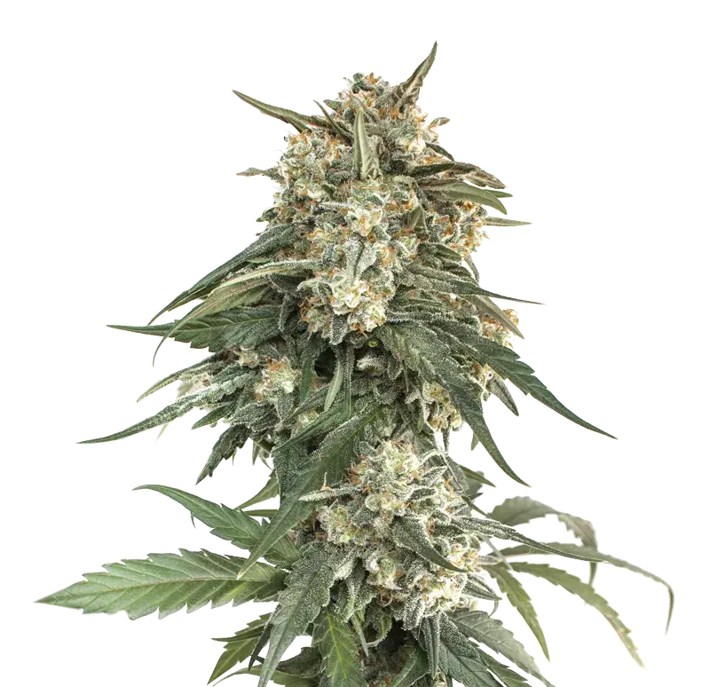BCN Critical XXL Fast Feminised Cannabis Seeds | Seed Stockers