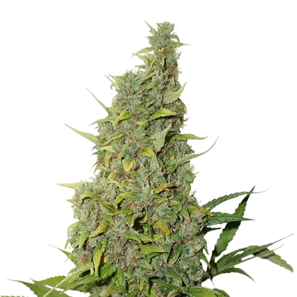 BCN Power Plant Feminised Cannabis Seeds | Seed Stockers