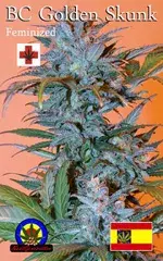 BC Golden Skunk Feminised Cannabis Seeds | Next Generation Seeds