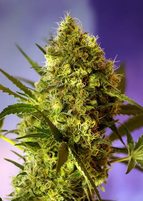 Strawberry Cola Sherbet F1 Fast V Feminised Cannabis Seeds | Sweet Seeds