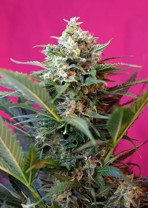 Big Devil XL Auto Feminised Cannabis Seeds | Sweet Seeds