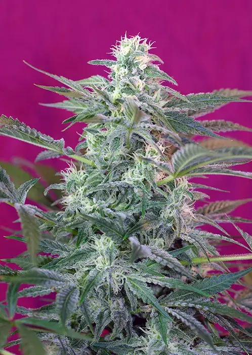 Big Foot Feminised Cannabis Seeds | Sweet Seeds
