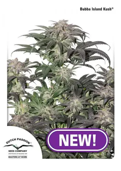 Bubba Kush Island Feminised Cannabis Seeds | Dutch Passion 