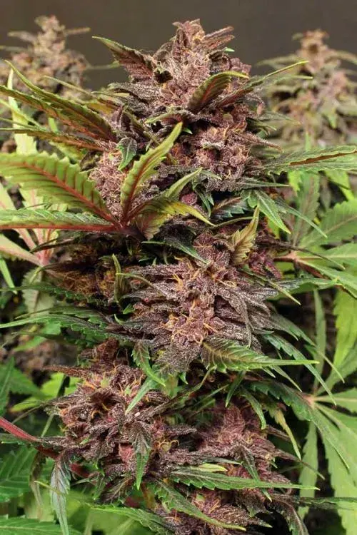 Black Haze Auto Feminised Cannabis Seeds