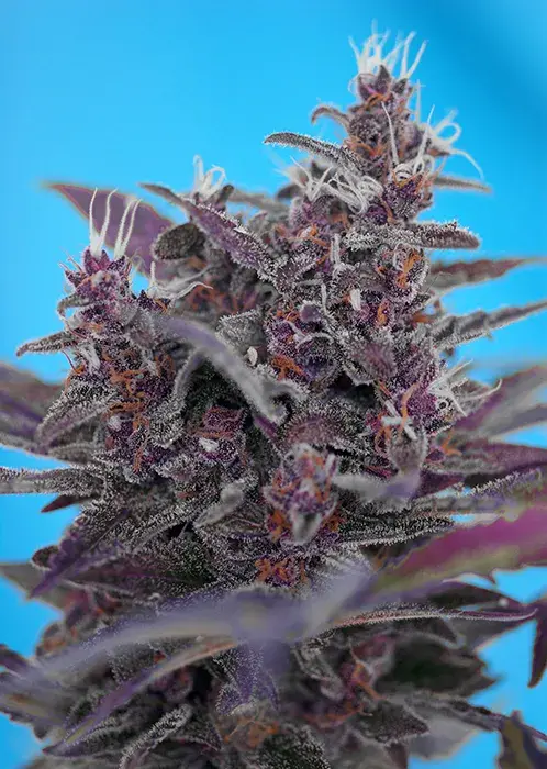 Auto Black Cream Feminised Cannabis Seeds | Sweet Seeds