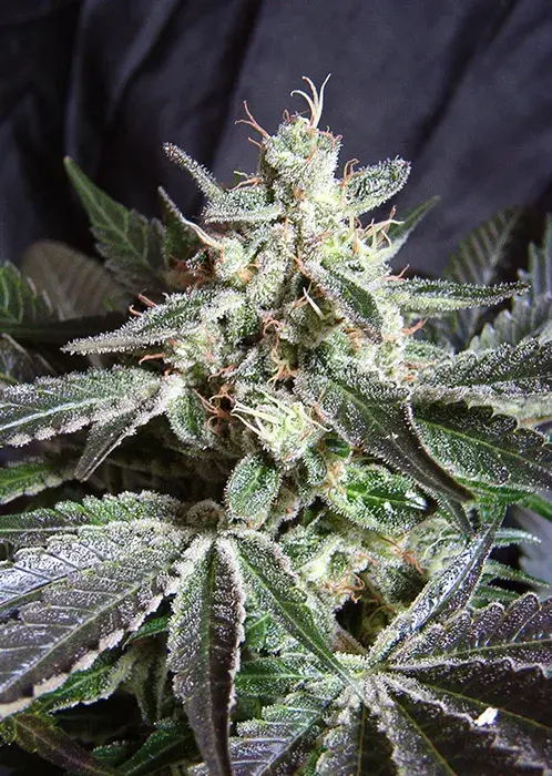 Black Jack Feminised Cannabis Seeds | Sweet Seeds