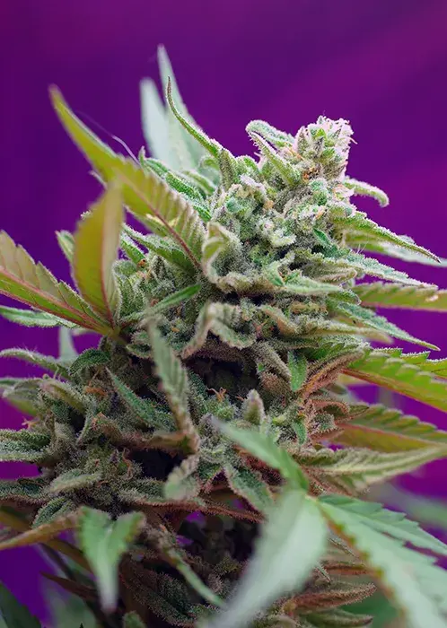 Black Jack Automatic Feminised Cannabis Seeds | Sweet Seeds