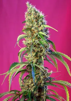 Black Jack CBD Feminised Cannabis Seeds | Sweet Seeds