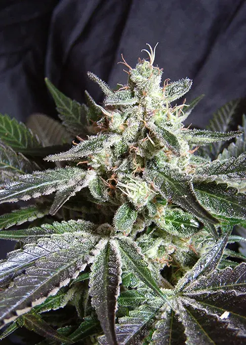 Black Jack Fast V Feminised Cannabis Seeds | Sweet Seeds