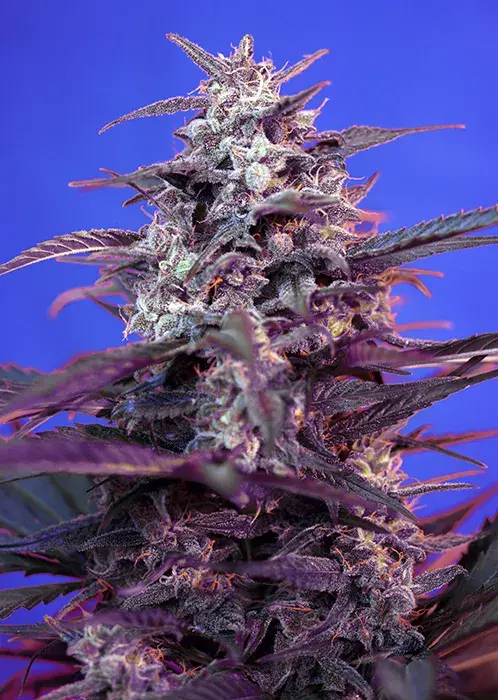 Auto Bloody Skunk Feminised Cannabis Seeds | Sweet Seeds