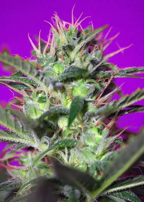 Botafumeiros Feminised Cannabis Seeds | Sweet Seeds