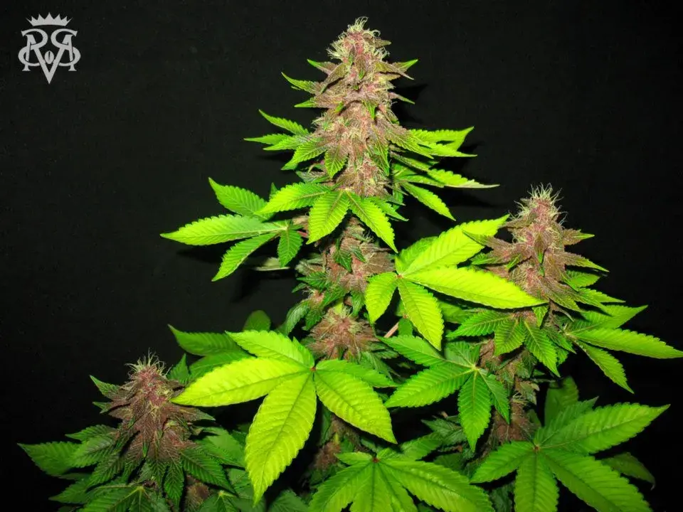 Sick Meds Bizarre Regular Cannabis Seeds