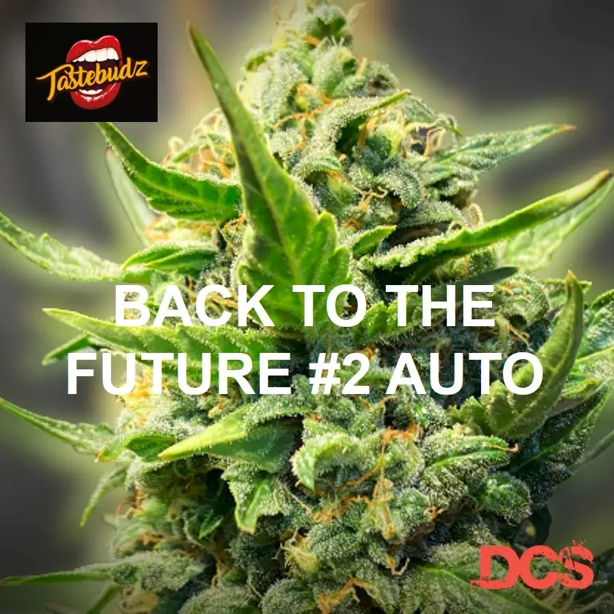 Back to the Future #2 Auto Cannabis Seeds - Tastebudz.
