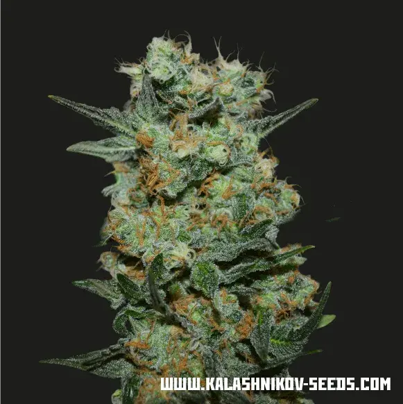 Baikal Express Feminised Cannabis Seeds | Kalashnikov Seeds