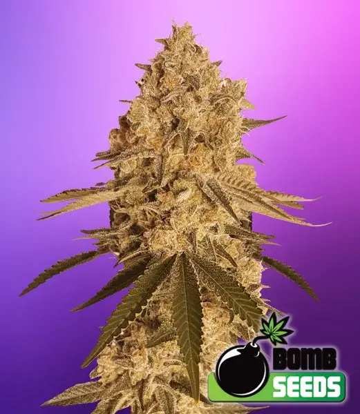 Baked Bomb Feminised Cannabis Seeds | Bomb Seeds 