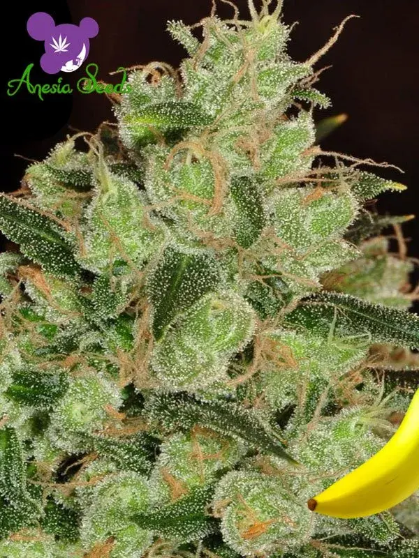 Banana Kush Feminised Cannabis Seeds - Anesia Seeds