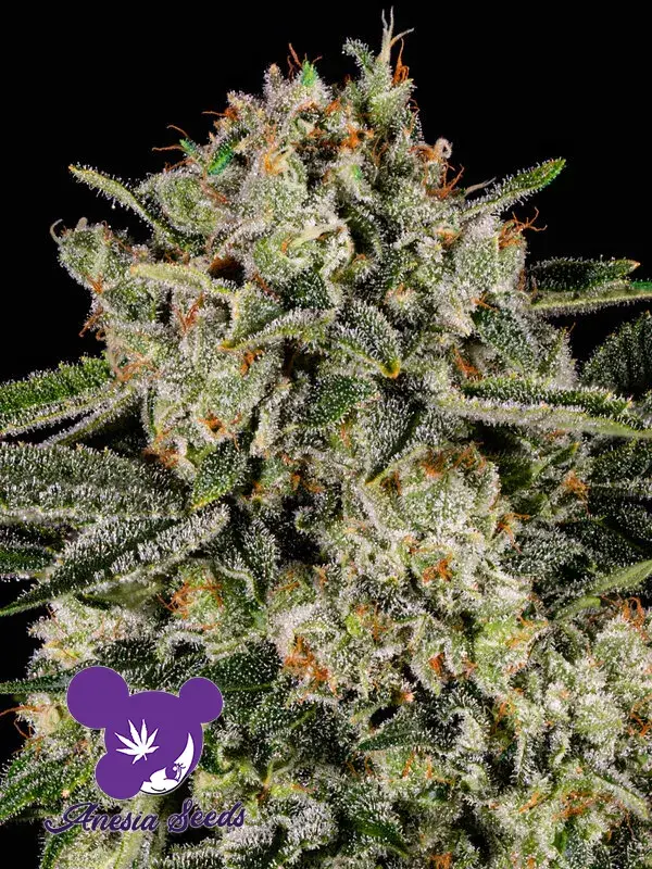 Banana MAC Feminised Cannabis Seeds - Anesia Seeds