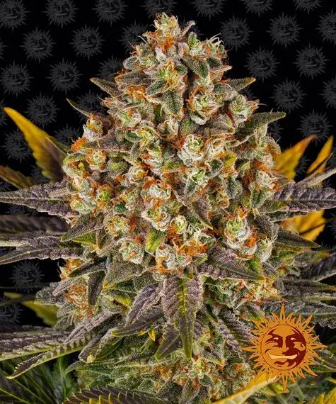 Banana Punch Feminised Cannabis Seeds | Barney's Farm 