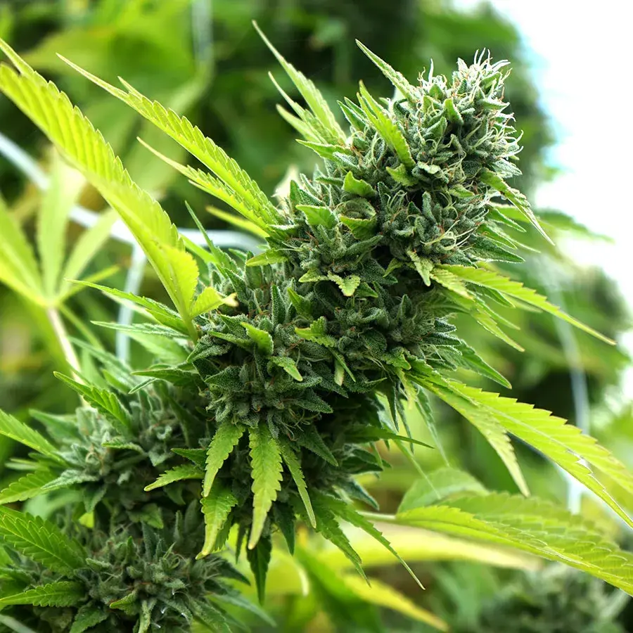 Banana Sapphire Feminised Cannabis Seeds | Humboldt Seeds Organisation