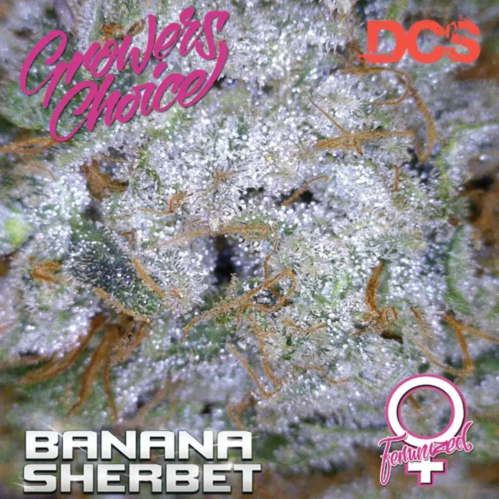 Banana Sherbet Feminised Cannabis Seeds - Growers Choice