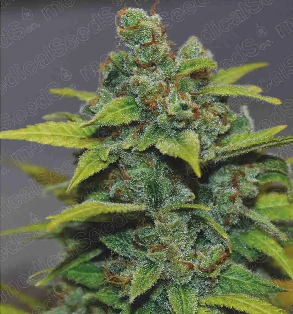 Banana Zkittlez Feminised Cannabis Seeds | Medical Seeds